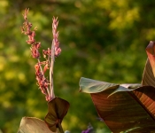 2022 09 12 LongFellowGardens 060